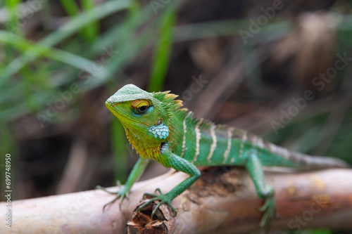 Sri Lankan Green Garden Lizard 
