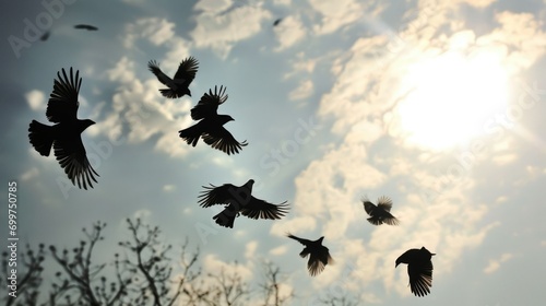 Birds in Flight Silhouette: A flock of birds silhouetted against a bright sky. photo