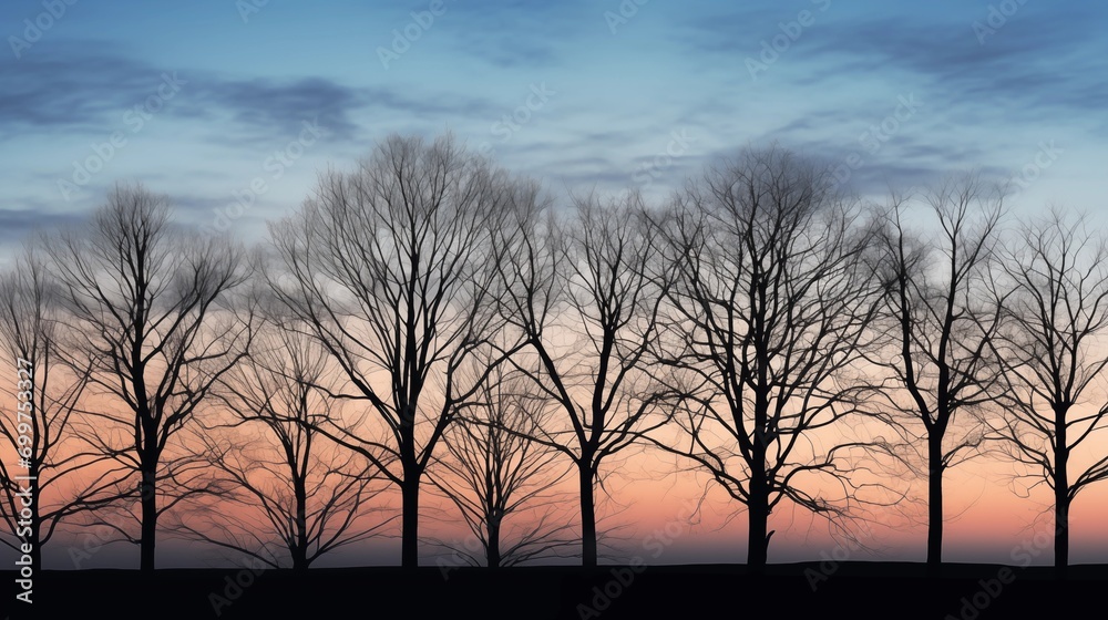 Naklejka premium silhouettes of trees at sunset