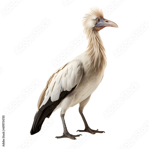 unknown bird isolated on white background