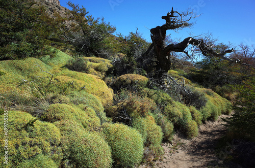 Nature of Patagonia, Thorny cushion-like shrub growing along hiking trail in Los Glaciares National Park in southern Argentina, Hierba negra or hierba de la culebra (Mulinum spinosum) endemic plant photo