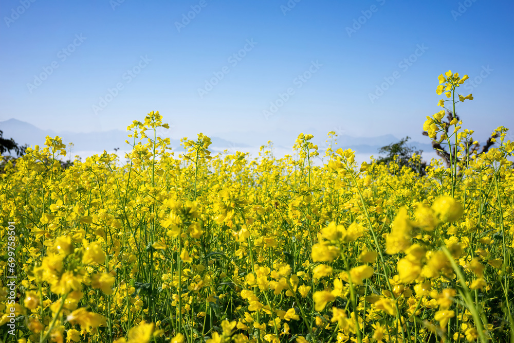 A sea of vibrant yellow rapeseed flowers bloom under a clear blue sky, with distant mountains softly blurred in the background A sea of vibrant yellow rapeseed flowers bloom under a clear blue sky, with distant mountains softly blurred in the background