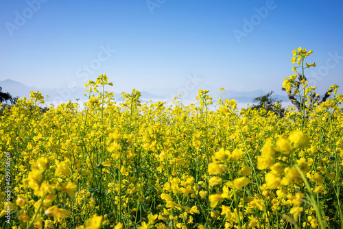 A sea of vibrant yellow rapeseed flowers bloom under a clear blue sky, with distant mountains softly blurred in the background