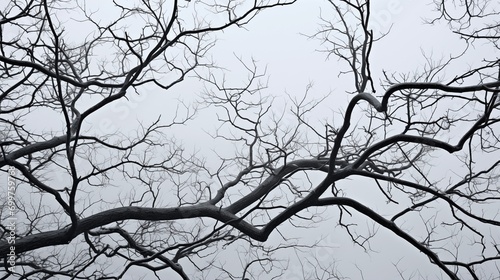 a tree with no leaves with a cloudy sky