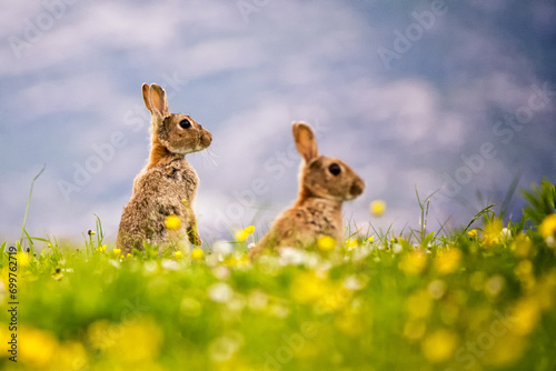 Wild Rabbits in the Grass