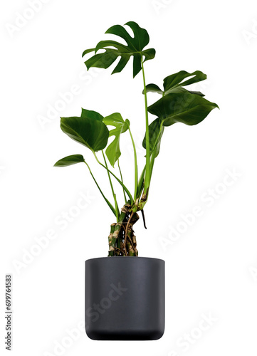 Large interior plant with flat palm leafs in a black, grey pot. Green house decor.