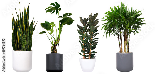 Big house potted plants on a white background. Various green plants for home decor.