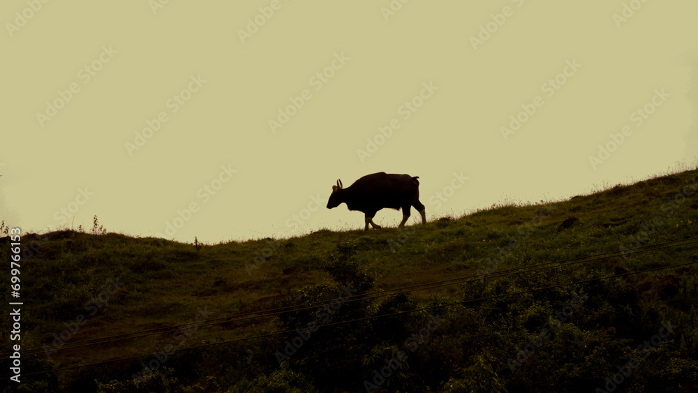 Bison animal in Gavi forest. Scenic beauty of Gavi forest.  Natural resources. Wils animal in forest. Wall mounting or greetings background