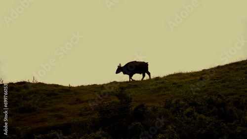 Bison animal in Gavi forest. Scenic beauty of Gavi forest.  Natural resources. Wils animal in forest. Wall mounting or greetings background © Jaideep