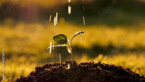 Fényképezés Close up water flows through gardner fingers hand watering green sprout tree planted in fertile soil