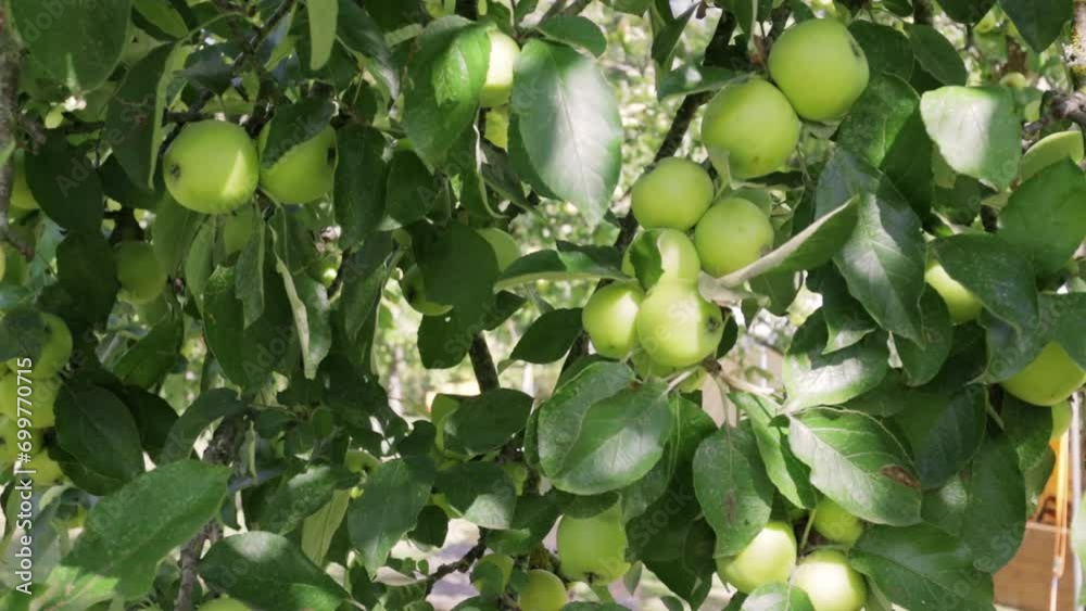 Apple tree. Beautiful ripe red apples fruits on tree background of sun. Ripe juicy apples Apple tree. Beautiful ripe red apples fruits on tree background of sun. Ripe juicy apples