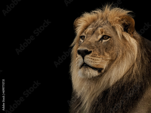 portrait of a male lion with isolated background