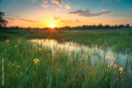 A beautiful May sunset landscape. Spring flooded water the field with wildflowers, yellow irises, in the sunshine under the beautiful sky with clouds.
