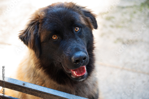 Majestic Serra da Estrela dog, a large Portuguese mountain breed, calmly lying down outdoors in a natural setting. Portrait of a loyal and gentle giant