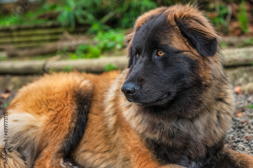 Majestic Serra da Estrela dog, a large Portuguese mountain breed, calmly lying down outdoors in a natural setting. Portrait of a loyal and gentle giant