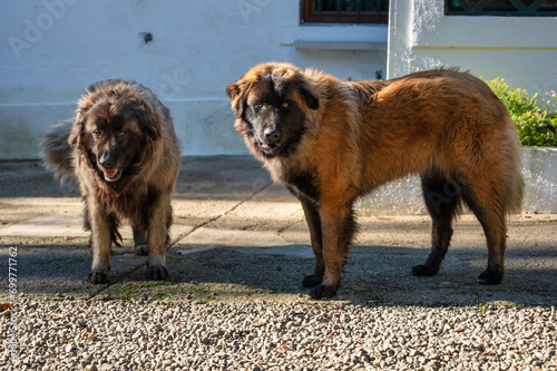 Majestic Serra da Estrela dog, a large Portuguese mountain breed, calmly lying down outdoors in a natural setting. Portrait of a loyal and gentle giant