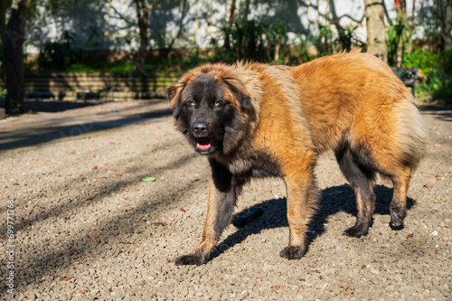 Majestic Serra da Estrela dog, a large Portuguese mountain breed, calmly lying down outdoors in a natural setting. Portrait of a loyal and gentle giant