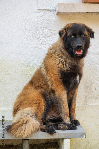 Majestic Serra da Estrela dog, a large Portuguese mountain breed, calmly lying down outdoors in a natural setting. Portrait of a loyal and gentle giant