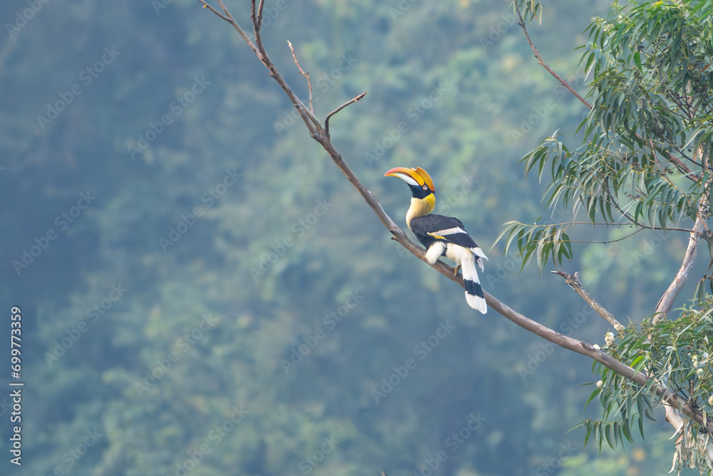 The great hornbill (Buceros bicornis) The great hornbill (Buceros bicornis)