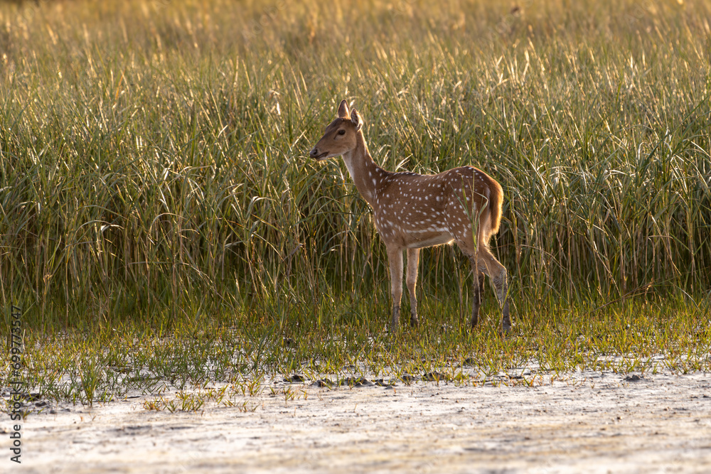The Spotted Deer of Sundarban (Axis axis) The Spotted Deer of Sundarban (Axis axis)