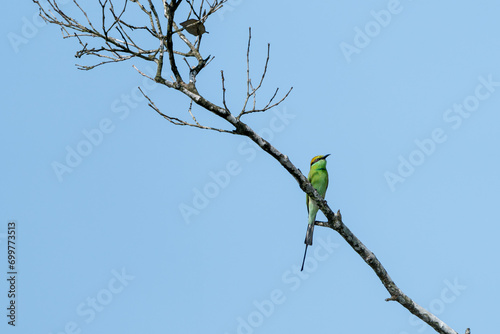 The Asian green bee-eater  Merops orientalis   also known as little green bee-eater