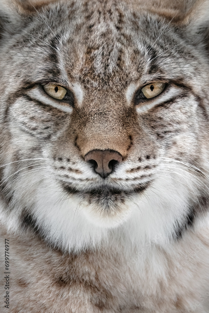 A Portait of a Lynx A Portait of a Lynx