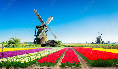 landscape with traditional Dutch windmill with traditional tulip filed, Netherlands, retro toned