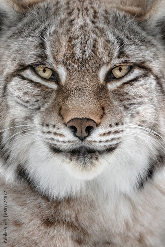A Portait of a Lynx