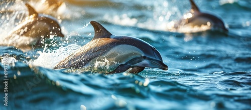 Dolphins frolicking in the Atlantic Ocean.
