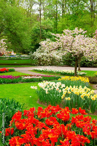Fototapeta Naklejka Na Ścianę i Meble -  Colourful Blooming cherry tree and yellow tulips flowerbed in an Spring Formal Garden