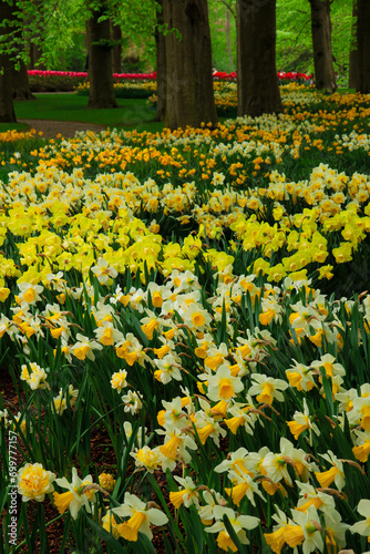 Fototapeta Naklejka Na Ścianę i Meble -  Blooming yelow daffodils flowers with green grass and trees close up