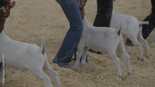 This video shows a close up, side view of handlers getting their goats prepped for judging at an animal competition.
