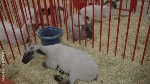 This panning video shows multiple lambs in holding pens at a state state fair.