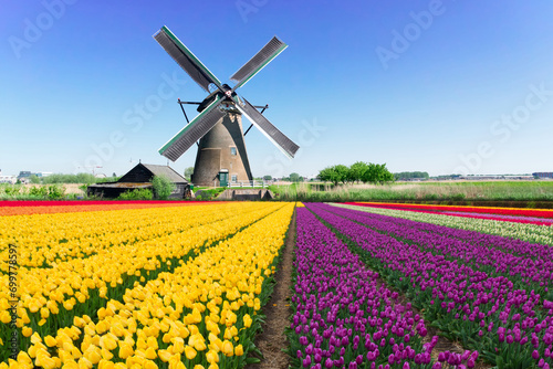 dutch windmill over yellow tulips field , Holland, retro toned photo