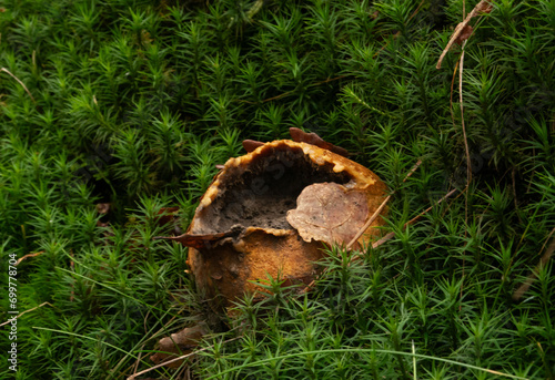 Decaying Common earthball, burst open, spores visible, in a forest amidst Haircap moss