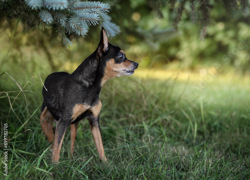 Valokuva Prague ratter (Prager Rattler) dog in forest