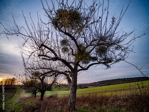 Viele Misteln auf einem Obstbaum im Winter photo