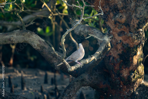 The Eurasian collared dove, collared dove or Turkish dove (Streptopelia decaocto)