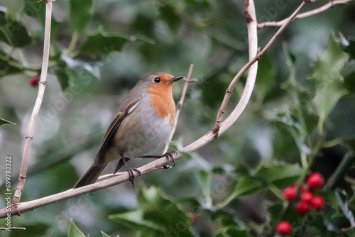 A Eurasian Robin (Erithacus rubecula) amongst holly leaves and berries