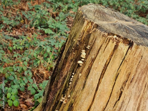 Fungal tree stump