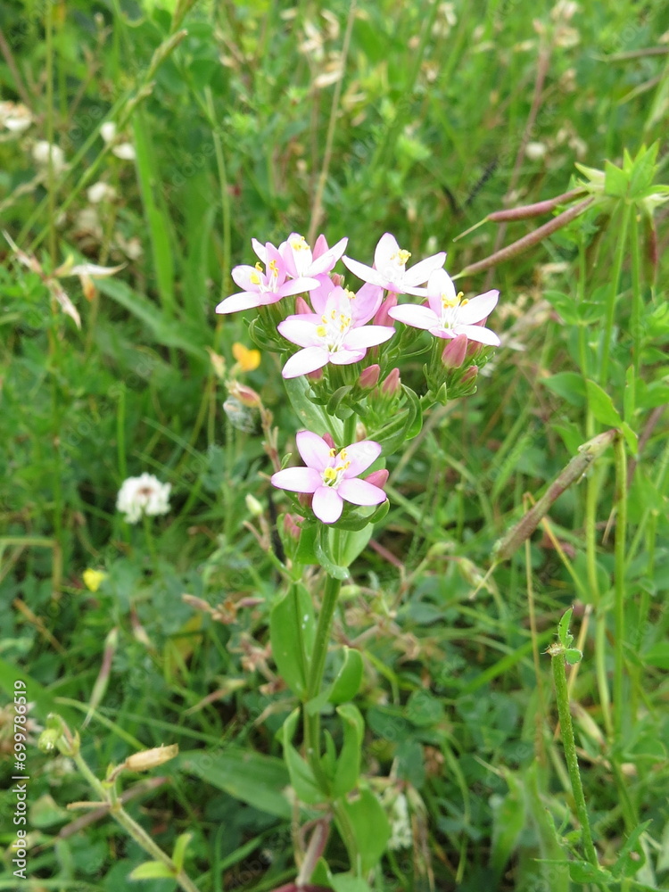Common Centaury flowers (Centaurium erythraea) Common Centaury flowers (Centaurium erythraea)