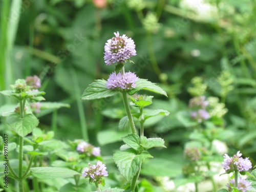Water Mint flowers (Mentha aquatica)