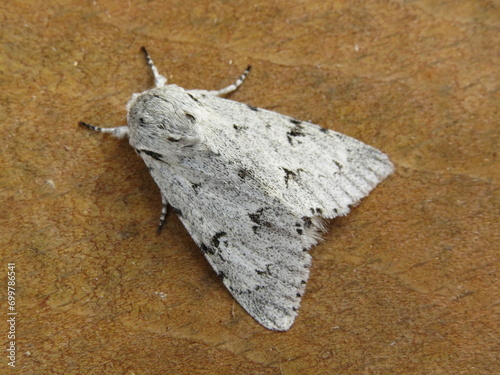 Schilderij op canvas The Miller moth (Acronicta leporina)