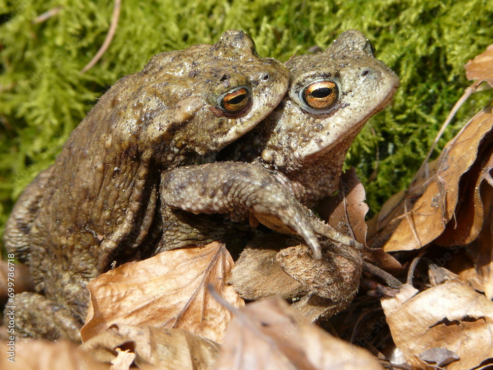 Fototapeta premium Courting Common Toads (Bufo bufo) in the British Countryside