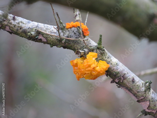 Yellow Brain fungus (Tremella mesenterica) photo