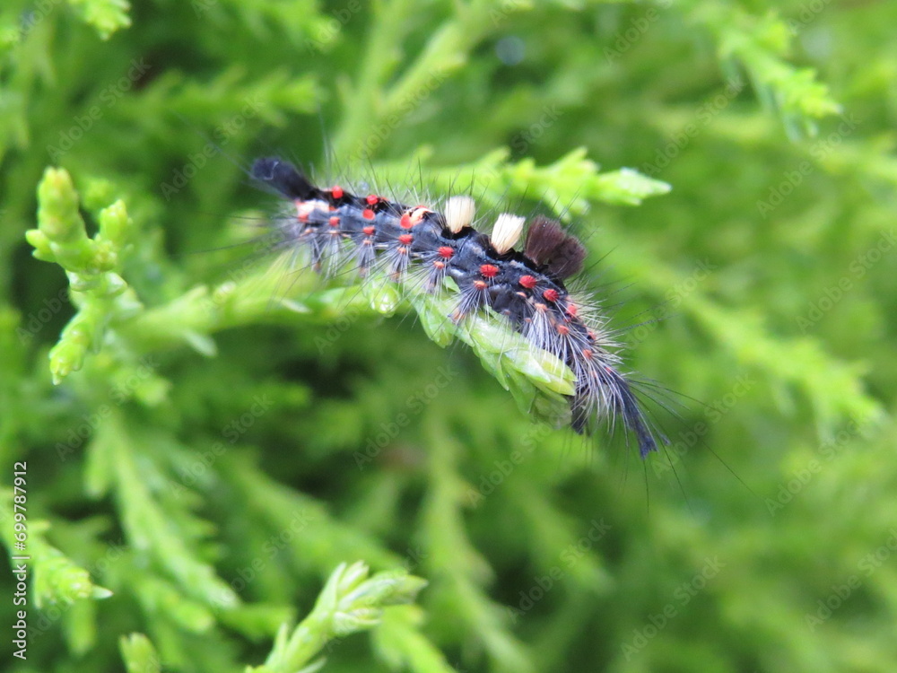 Vapourer moth caterpillar (Orgyia antiqua) Vapourer moth caterpillar (Orgyia antiqua)