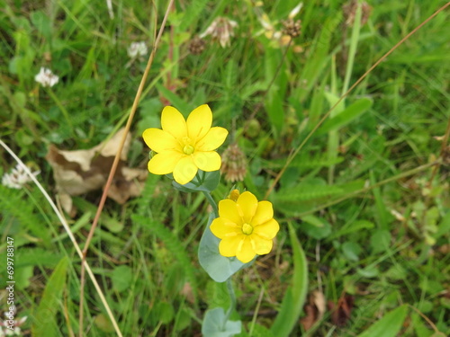 Yellow-wort flowers (Blackstonia perfoliata)