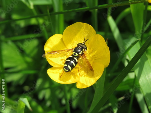 Foto A hoverfly (Chrysotoxum festivum) on a buttercup flower