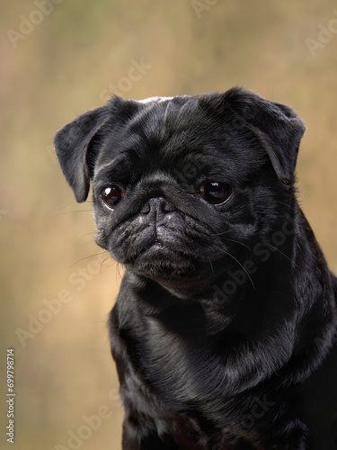 Poised Pug dog with a thoughtful gaze, studio captured. This close-up studio shot features a Pets detailed expression, exuding character and contemplation © annaav