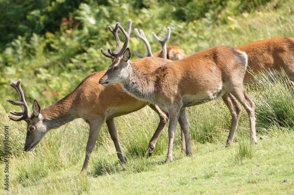 Red Deer (Cervus elaphus) on the Isle of Jura an inner Hebridean Island in Scotland, UK Red Deer (Cervus elaphus) on the Isle of Jura an inner Hebridean Island in Scotland, UK